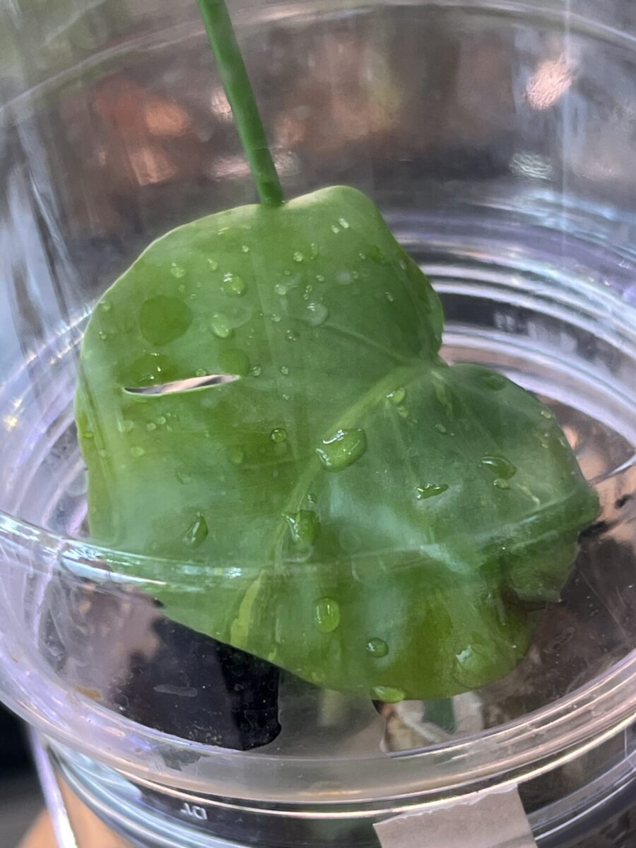 モンステラ・デリシオーサ 'マクロコズム 斑入り (var.)'