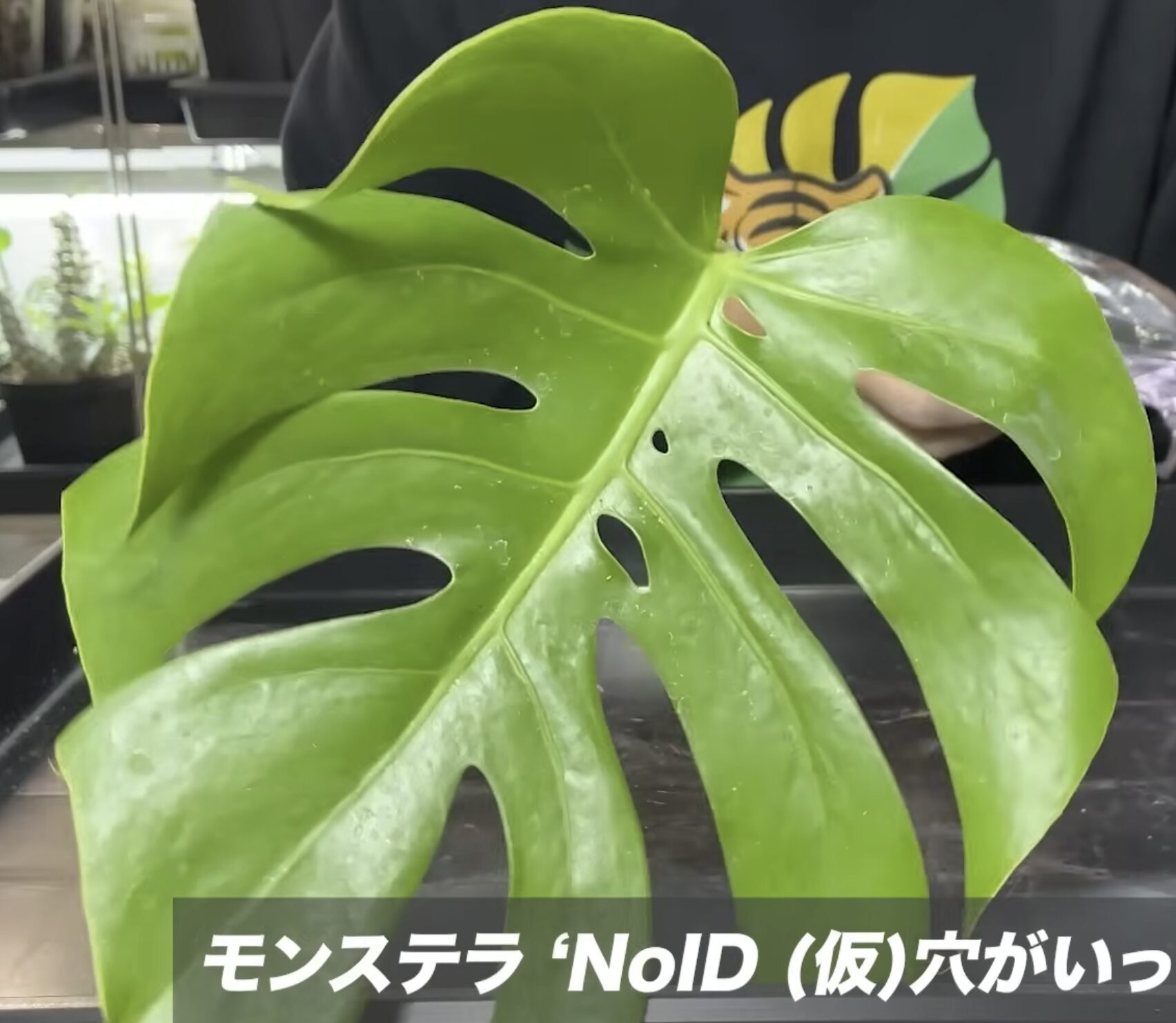 モンステラ・デリシオーサ '(仮)穴開きいっぱい' 成長記録・育て方