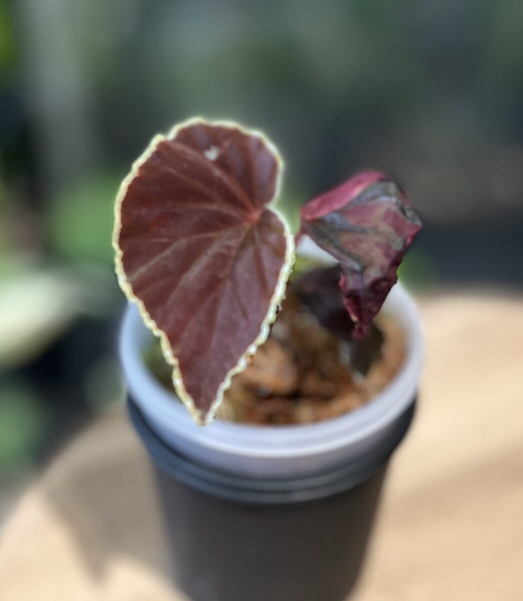 ベゴニア・ダースベイデリアナ