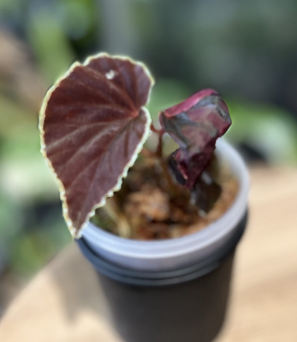 ベゴニア・ダースベイデリアナ