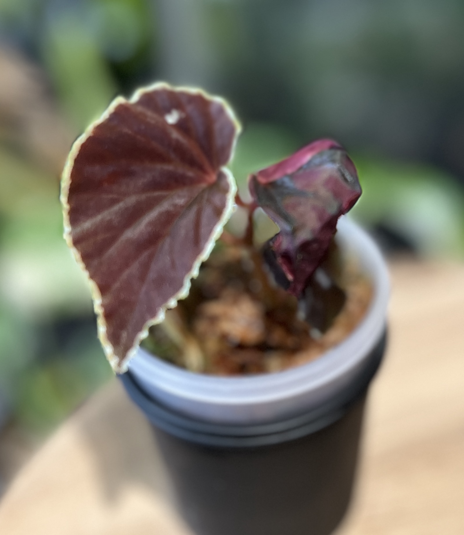 ベゴニア・ダースベイデリアナ