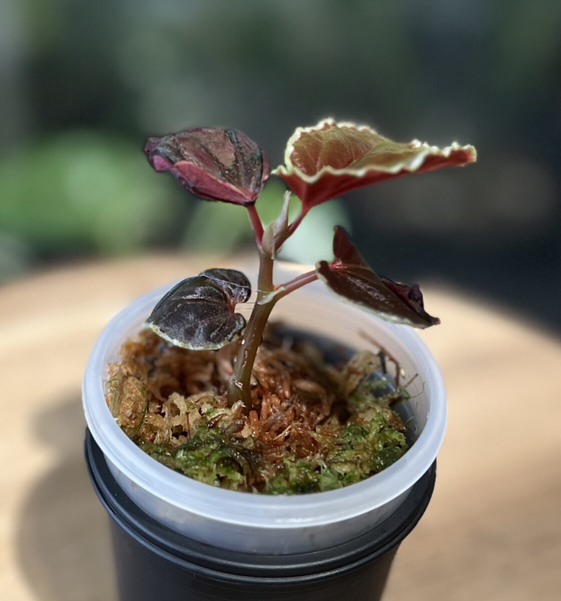 ベゴニア・ダースベイデリアナ