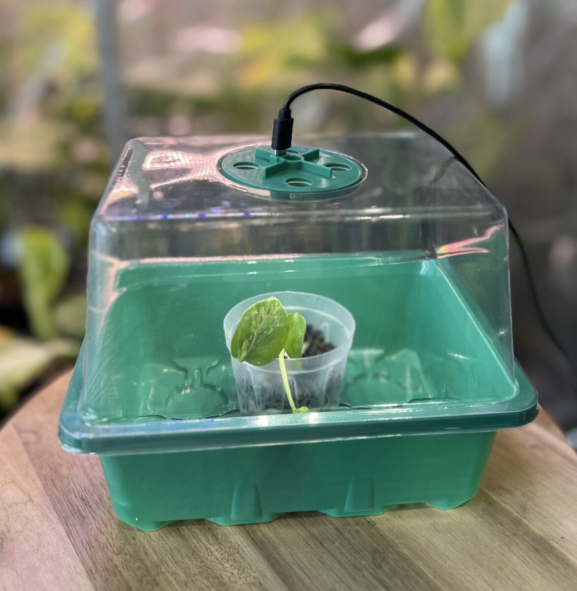 モンステラ・デリシオーサ 'バルバソー'