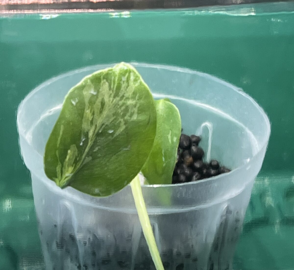 モンステラ・デリシオーサ 'バルバソー'