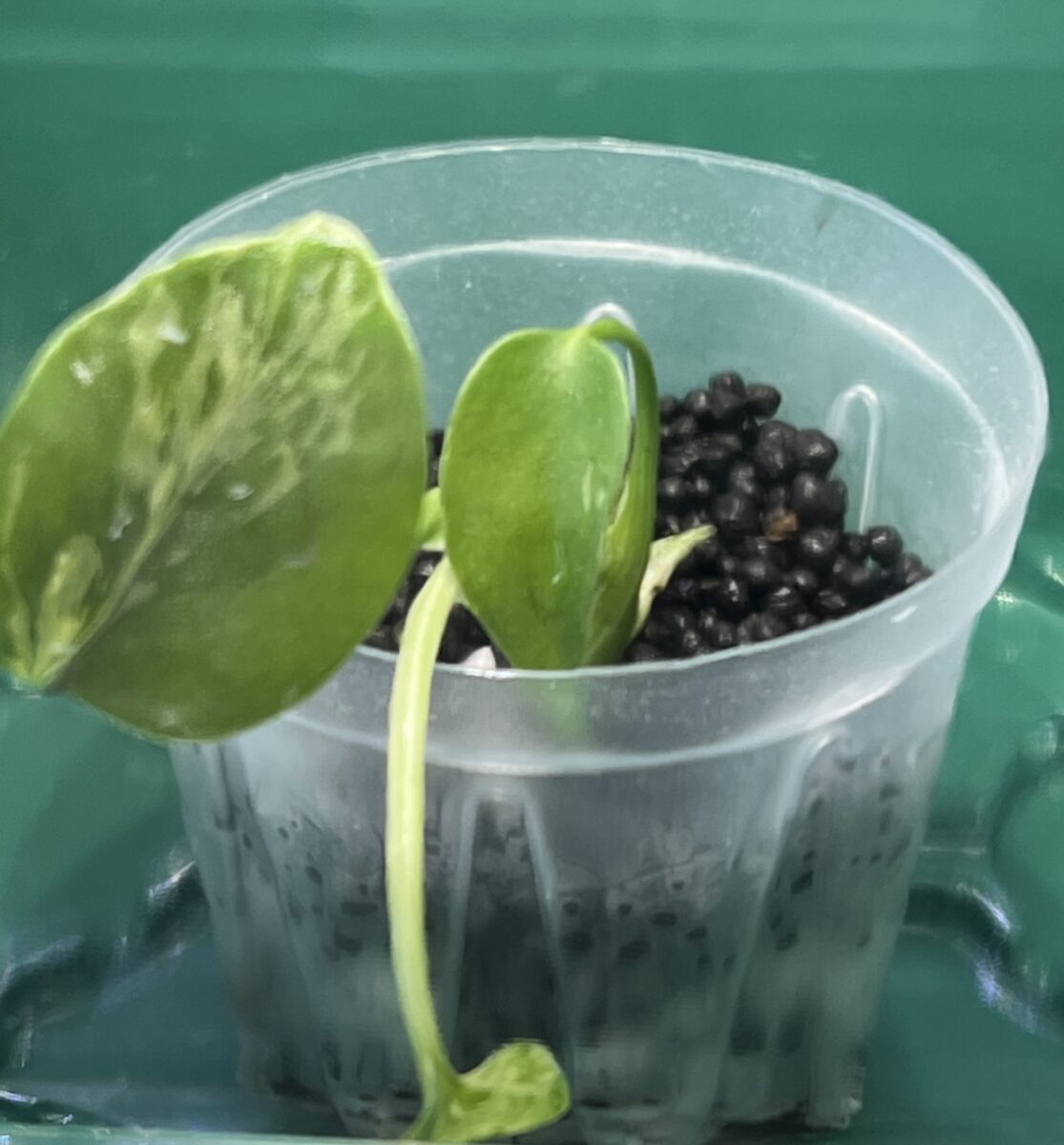 モンステラ・デリシオーサ 'バルバソー'